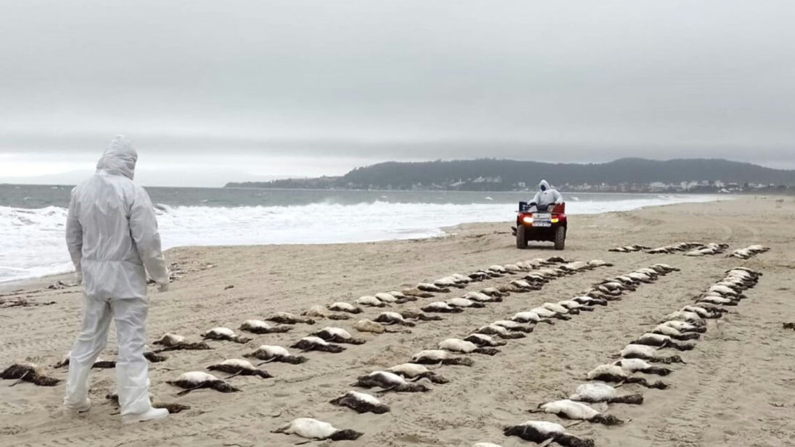 Mais de 130 pinguins são encontrados mortos em praia de SC Mais de 130 pinguins são encontrados mortos em praia de SC