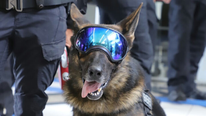 Morre Yankee, cão que fez história na Polícia Penal de SC