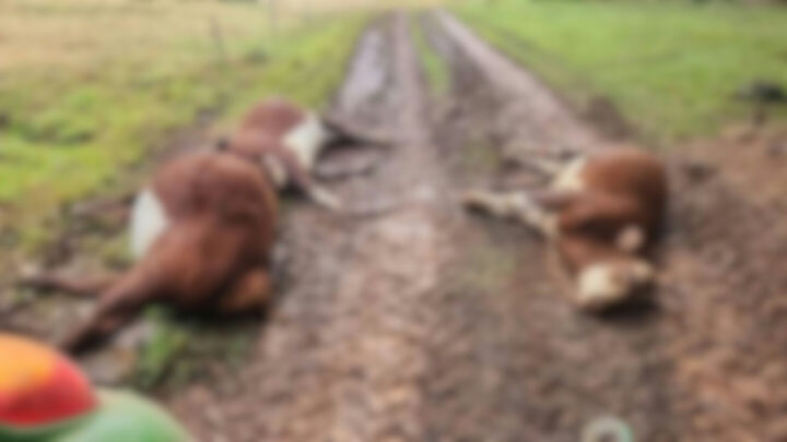 Animais morrem após serem atingidos por raio no interior de SC