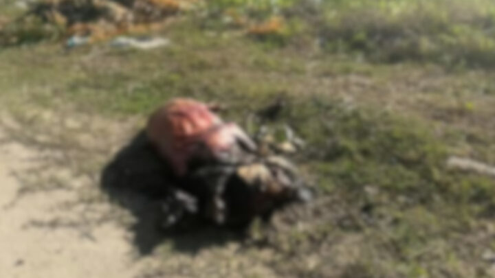 Denúncia leva à descoberta de cachorro morto e carbonizado em SC