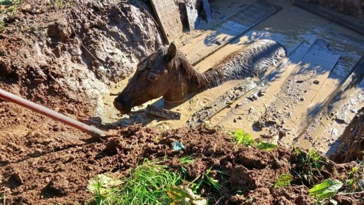 Cavalo atolado em lamaçal é resgatado em SC; veja imagens