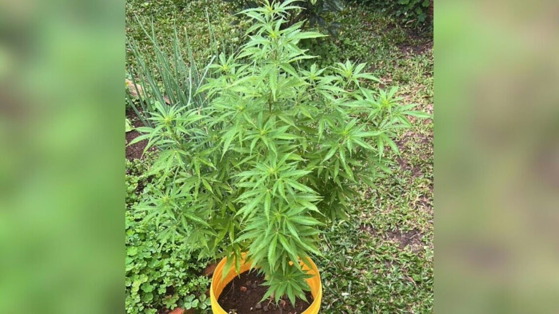 Jovem é preso por guardar pés de maconha em Concórdia SC Jovem é preso por guardar pés de maconha em Concórdia SC