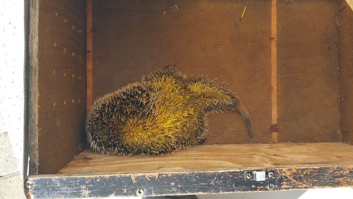 Porco-espinho é resgatado de sacada de apartamento pelos bombeiros