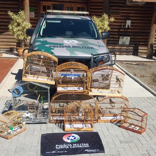 Polícia Militar Ambiental resgata aves silvestres em Chapecó; veja as imagens Polícia Militar Ambiental resgata aves silvestres em Chapecó; veja as imagens