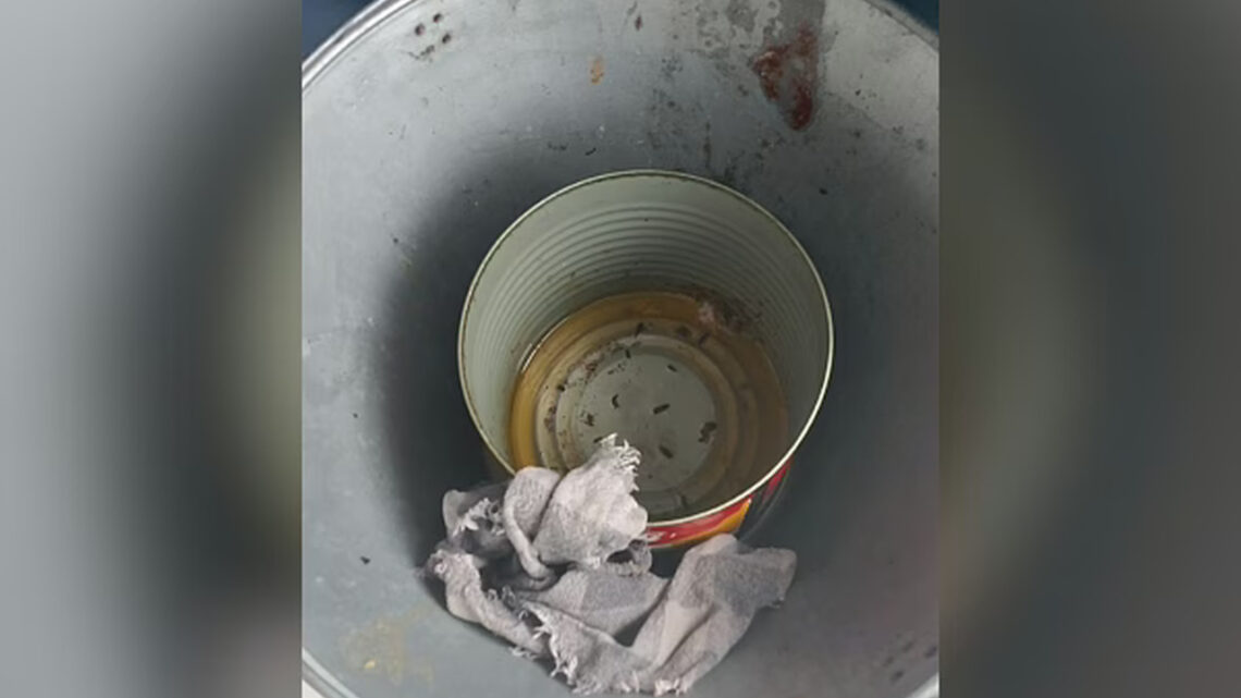 Cozinha é fechada após fiscalização encontrar larvas e irregularidades em SC