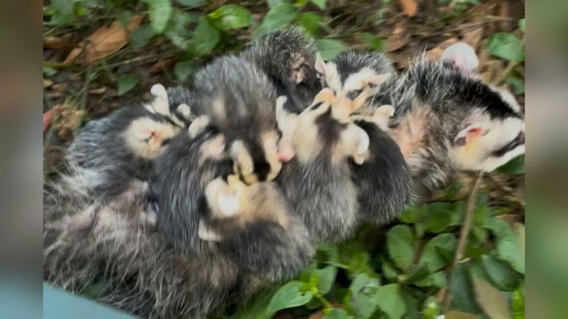 Gambá com nove filhotes são resgatados no centro de pequena cidade de SC