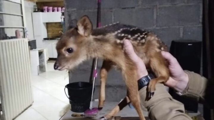 Homem é preso por posse de armas e cativeiro de animal silvestre em SC