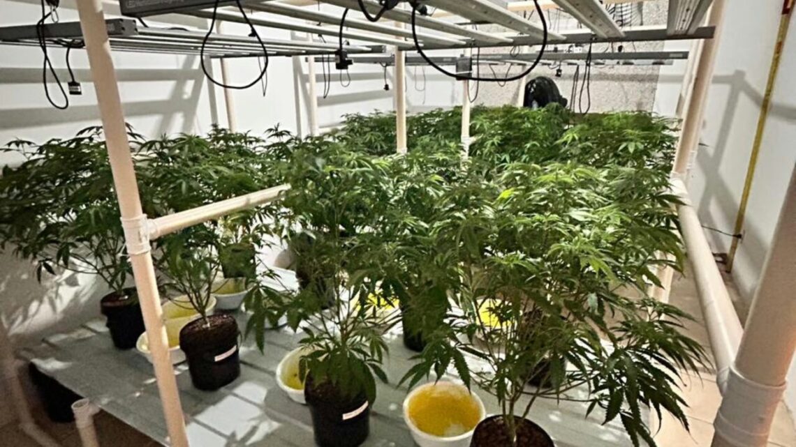 Residência com cultivo ‘sofisticado’ de maconha é alvo de operação em SC; veja imagens