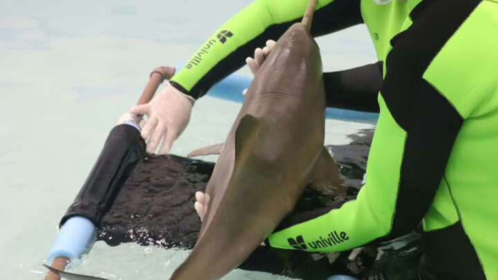 Toninha é salva após encalhar em praia de SC; veja imagens