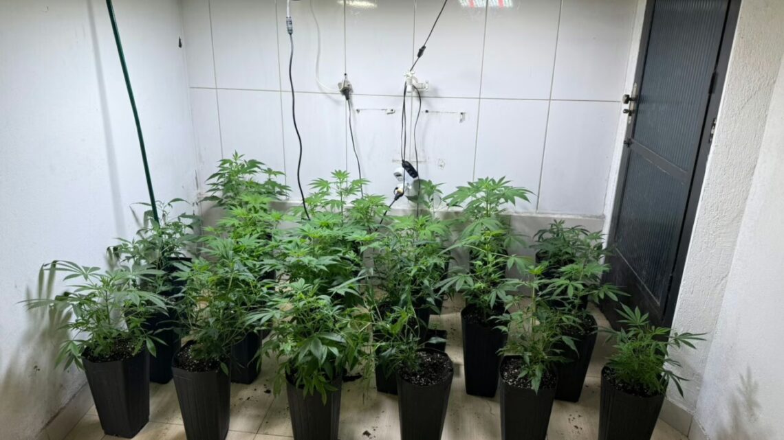 Polícia encontra estufa com mais de 120 pés de maconha em SC Polícia encontra estufa com mais de 120 pés de maconha em SC