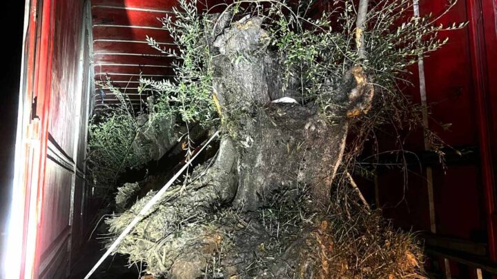 Polícia Federal e PM de SC apreendem caminhão com oliveiras contrabandeadas na fronteira com a Argentina