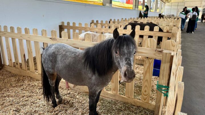 Mini Mundo Animal encanta visitantes pela primeira vez na Efapi do Brasil