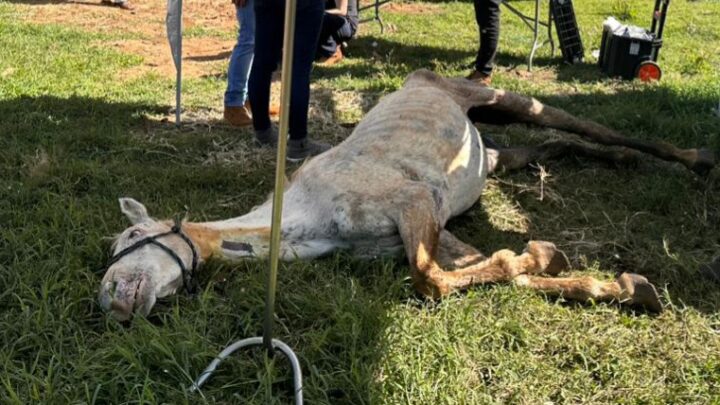 MPSC garante resgate de cavalos vítimas de negligência e maus-tratos em Xanxerê