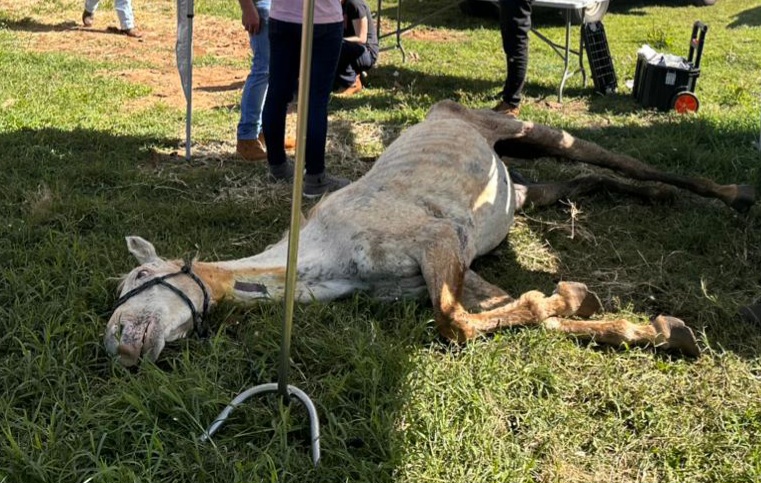 MPSC garante resgate de cavalos vítimas de negligência e maus-tratos em Xanxerê MPSC garante resgate de cavalos vítimas de negligência e maus-tratos em Xanxerê
