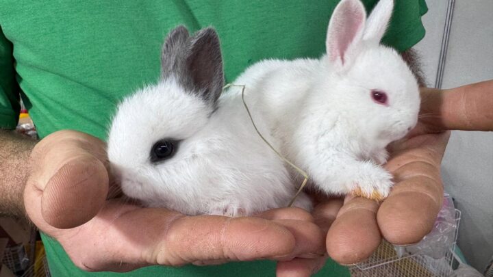 Mini no tamanho, gigante na ternura: coelho anão faz sucesso na Efapi do Brasil 2025