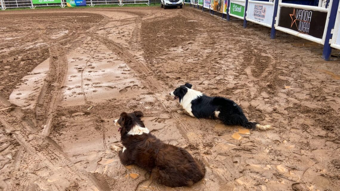 Efapi do Brasil encanta público com demonstração de cães Border Collie no pastoreio de ovelhas Efapi do Brasil encanta público com demonstração de cães Border Collie no pastoreio de ovelhas