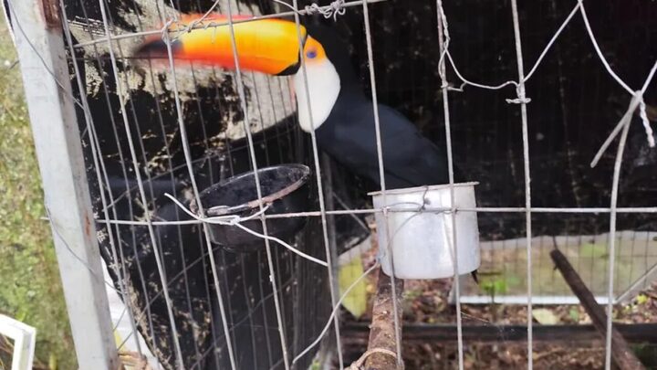 Operação contra tráfico de animais prende seis pessoas e resgata tucano, cobra e papagaios em SC