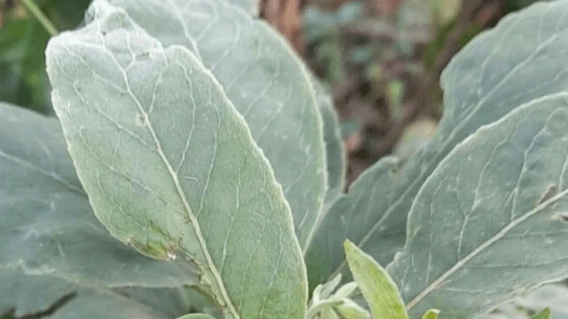 Mulher sofre parada cardiorrespiratória após confundir planta venenosa com couve Mulher sofre parada cardiorrespiratória após confundir planta venenosa com couve