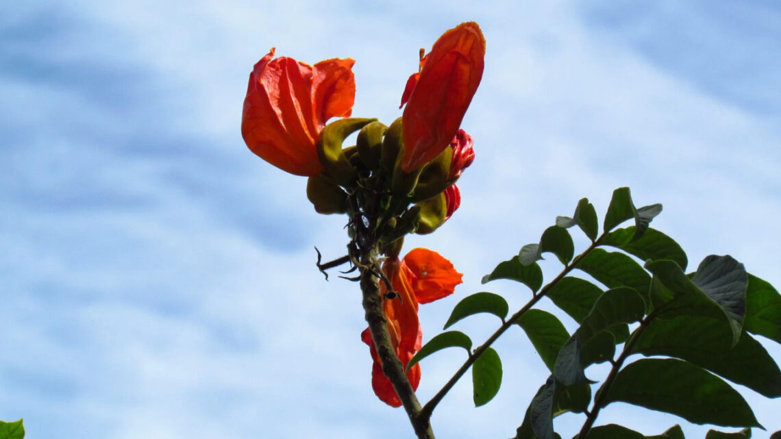 Lei estadual proíbe plantio de árvore com flor tóxica em SC; descumprimento pode gerar multa Lei estadual proíbe plantio de árvore com flor tóxica em SC; descumprimento pode gerar multa