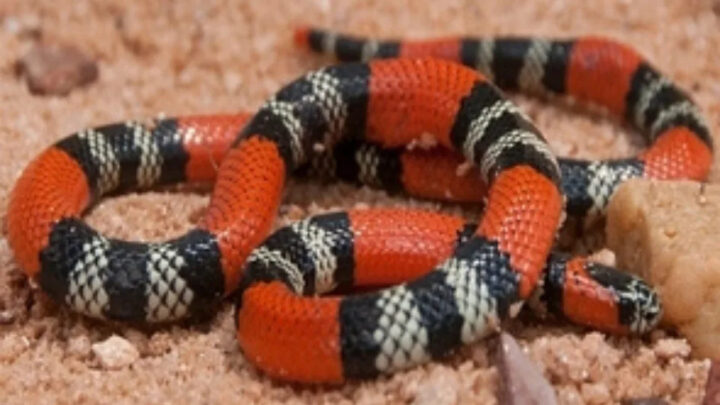 Susto em casa! Morador encontra cobra coral debaixo do sofá em SC