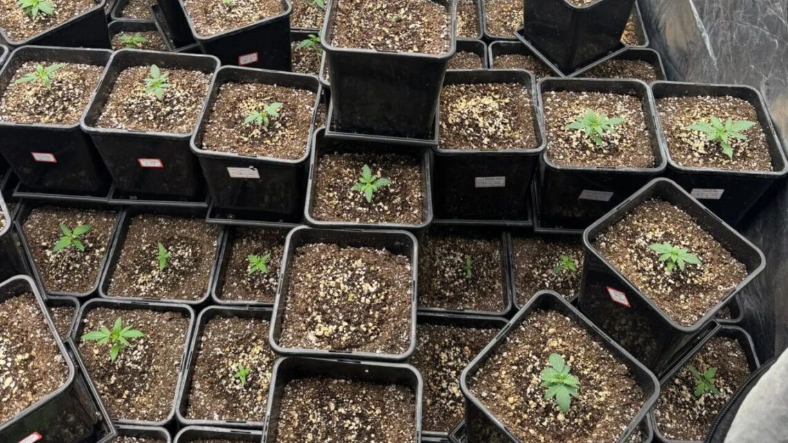 Estufas com dezenas de pés de maconha são descobertas pela PM em SC Estufas com dezenas de pés de maconha são descobertas pela PM em SC