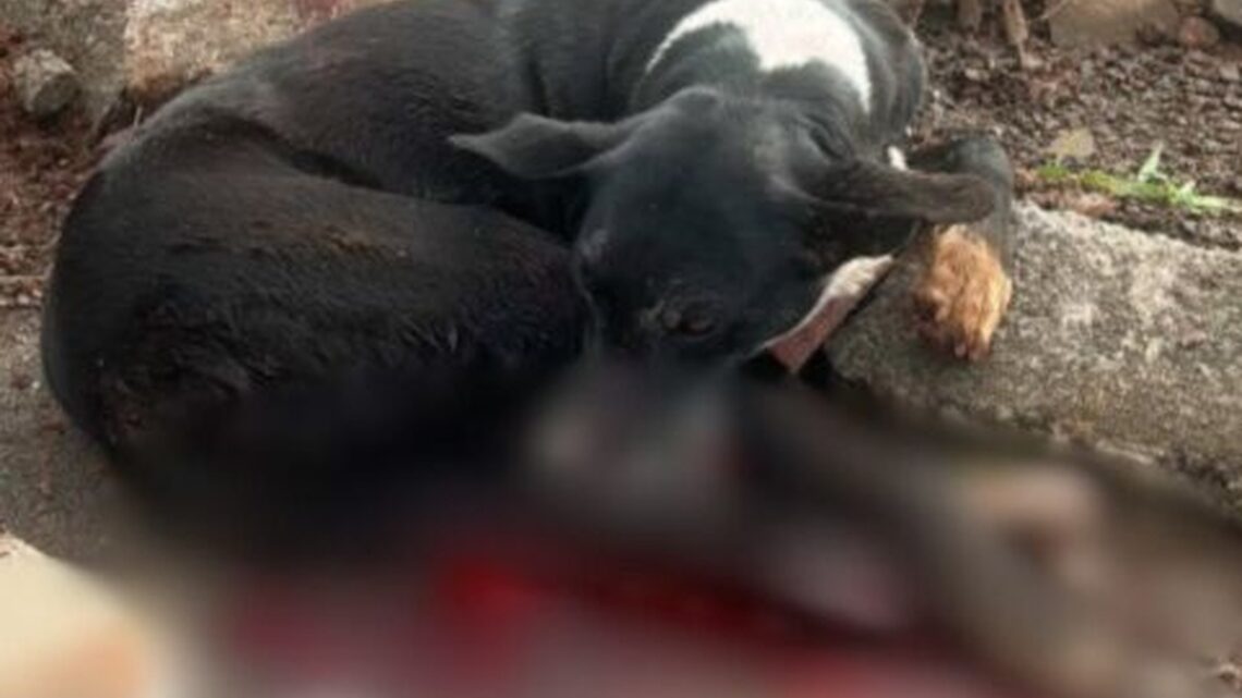 Polícia Civil de Xaxim identifica responsáveis por maus-tratos contra cadela; veja o vídeo Polícia Civil de Xaxim identifica responsáveis por maus-tratos contra cadela; veja o vídeo