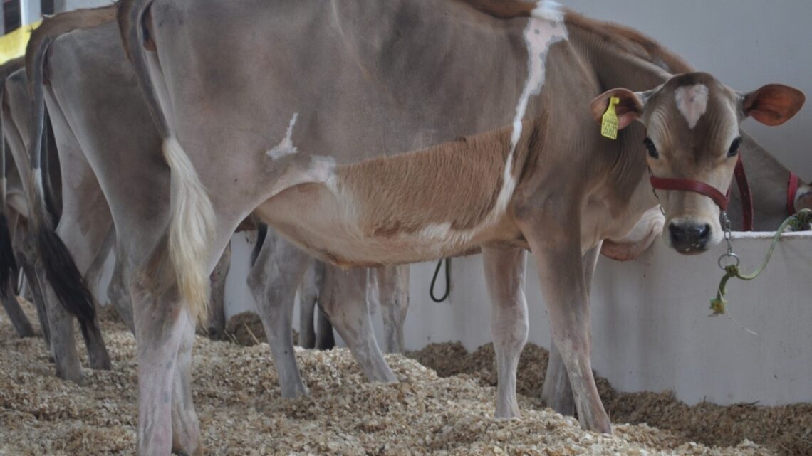 Agronegócio mostra sua força e reúne mais de 1000 animais na Efapi do Brasil Agronegócio mostra sua força e reúne mais de 1000 animais na Efapi do Brasil