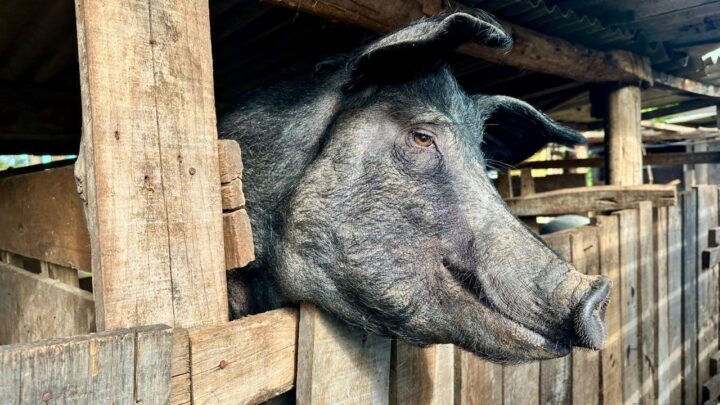 Ação conjunta orienta morador sobre controle de animais em área urbana em Xaxim