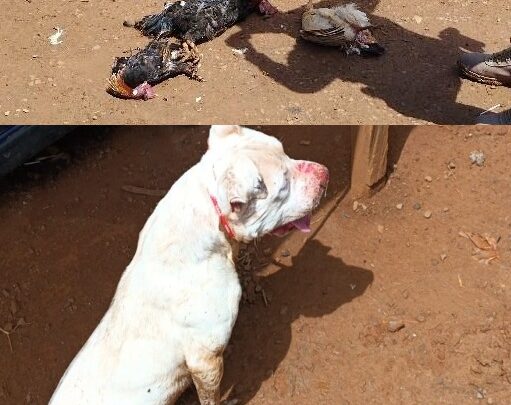Pitbull é contido pela Polícia Militar após atacar aves e causar risco a moradores em Campos Novos