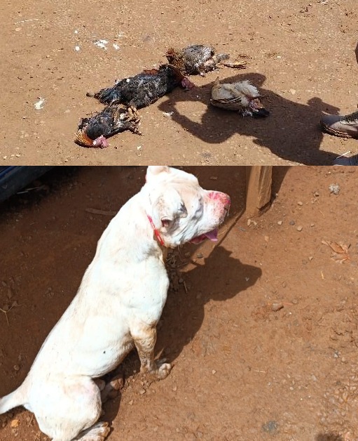 Pitbull é contido pela Polícia Militar após atacar aves e causar risco a moradores em Campos Novos Pitbull é contido pela Polícia Militar após atacar aves e causar risco a moradores em Campos Novos