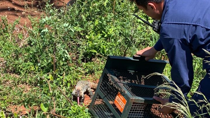 Bombeiros capturam lagarto em banheiro de estabelecimento comercial em Xanxerê