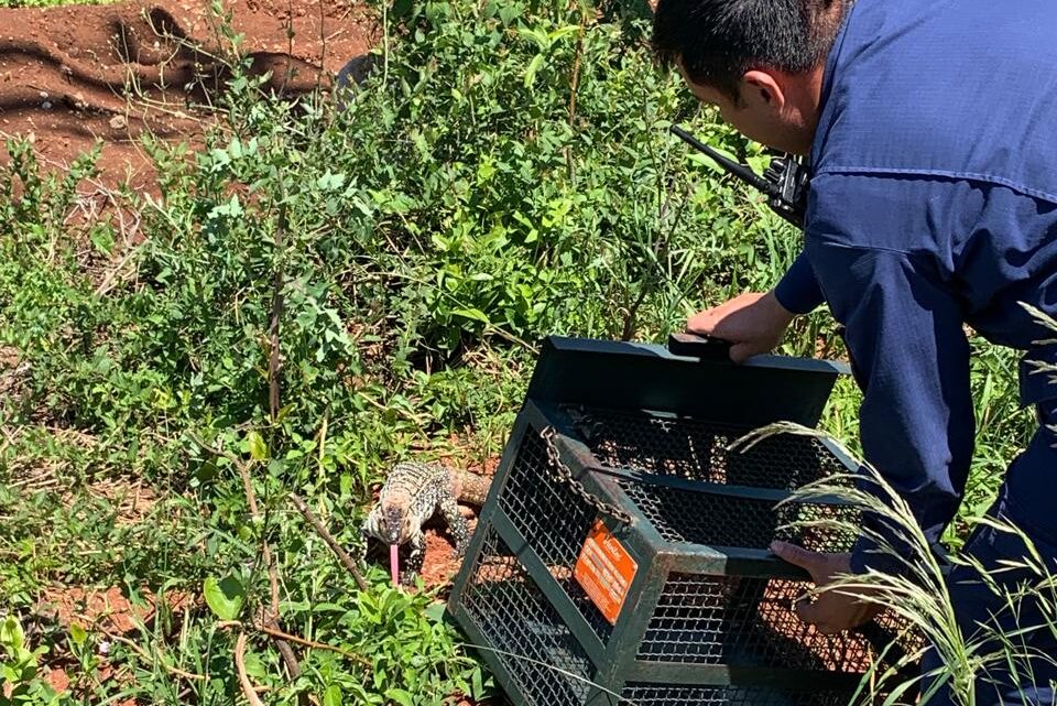Bombeiros capturam lagarto em banheiro de estabelecimento comercial em Xanxerê Bombeiros capturam lagarto em banheiro de estabelecimento comercial em Xanxerê