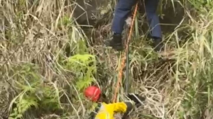 Corpo de Bombeiros Militar resgata cão na região central de Florianópolis; veja o vídeo