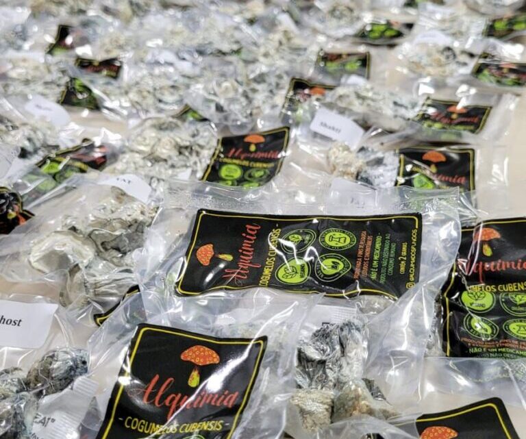 Polícia apreende 100 pacotes com cogumelos ‘mágicos’ em SC Polícia apreende 100 pacotes com cogumelos ‘mágicos’ em SC