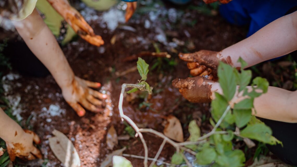 Prefeitura de Chapecó realiza plantio de mudas de árvores nos parques municipais