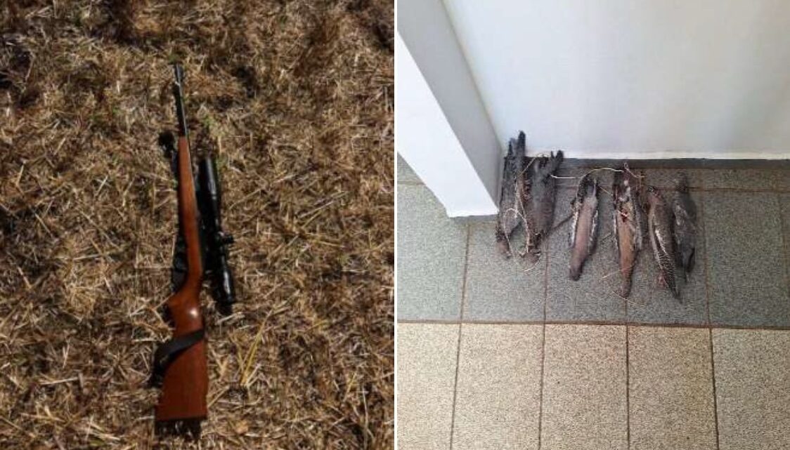 Idoso é preso com aves abatidas em flagrante de caça ilegal Idoso é preso com aves abatidas em flagrante de caça ilegal