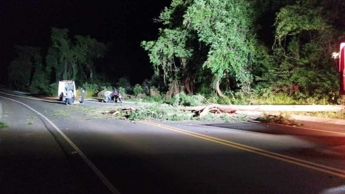 Motociclistas são atingidos por queda de árvore na SC-150 Motociclistas são atingidos por queda de árvore na SC-150