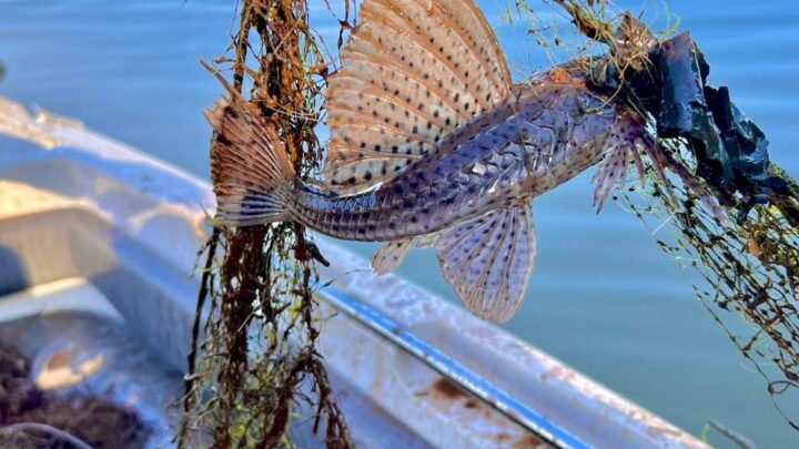 PMA de Chapecó faz apreensão de redes de pesca em locais e período proibidos