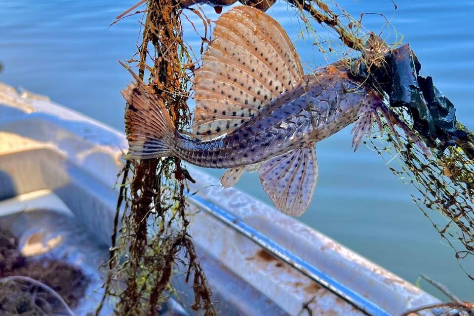 PMA de Chapecó faz apreensão de redes de pesca em locais e período proibidos