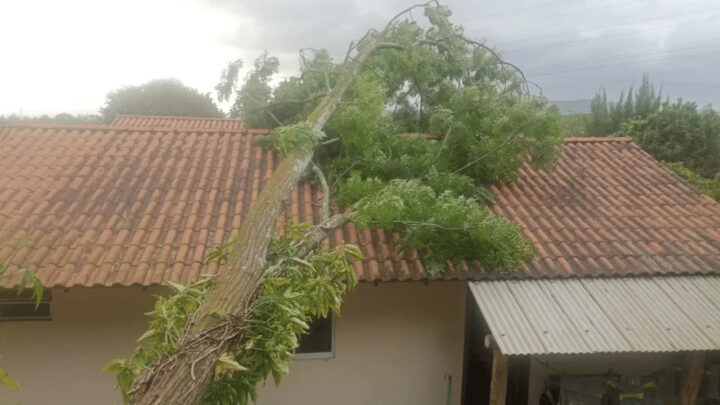 Fortes ventos derrubam árvores e causam transtornos em cidades de SC