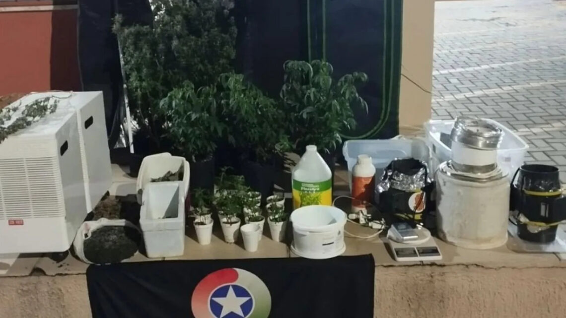 Polícia Militar desmonta estufa de maconha e prende dupla por tráfico em Lages