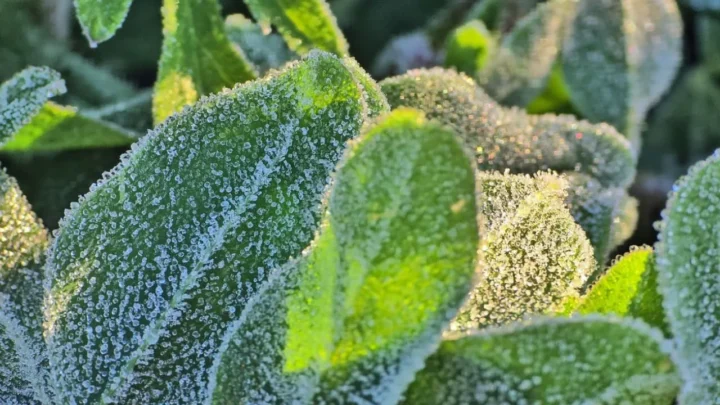 Primavera congelante: geada surpreende São Joaquim com 0,2ºC em novembro