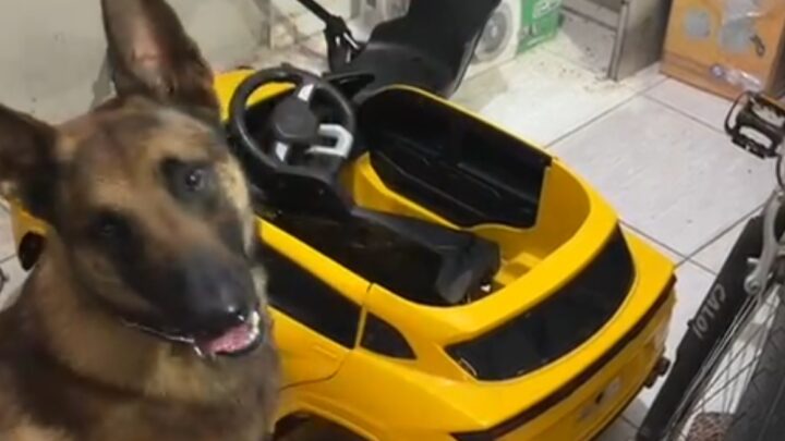 Polícia Civil encontra maconha escondida em carro elétrico infantil e prende suspeito em São Domingos; veja o vídeo