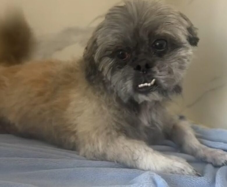 Polícia Civil identifica e indicia mulheres que abandonaram cachorro em agropecuária em SC