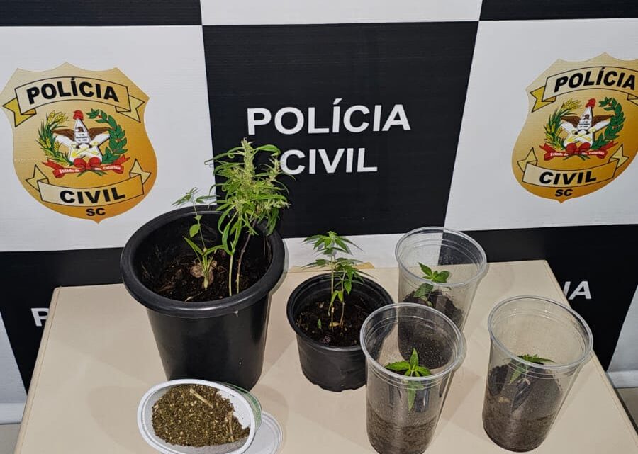 Polícia Civil apreende plantas de maconha durante operação em Xanxerê