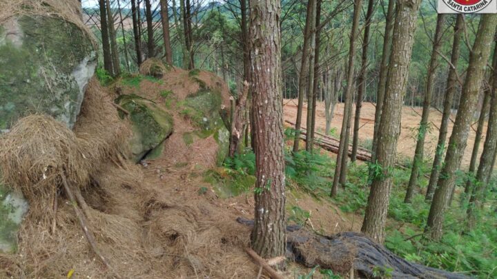 Corpo em decomposição é encontrado em área rural de Rio das Antas