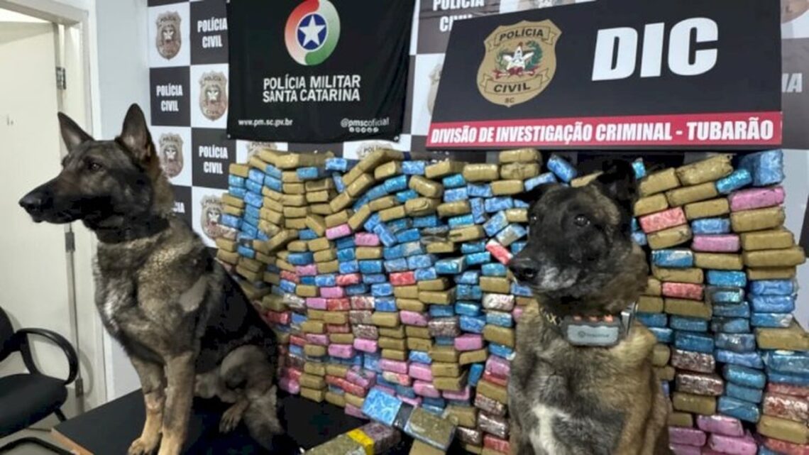 Operação conjunta apreende 340 kg de maconha em Tubarão