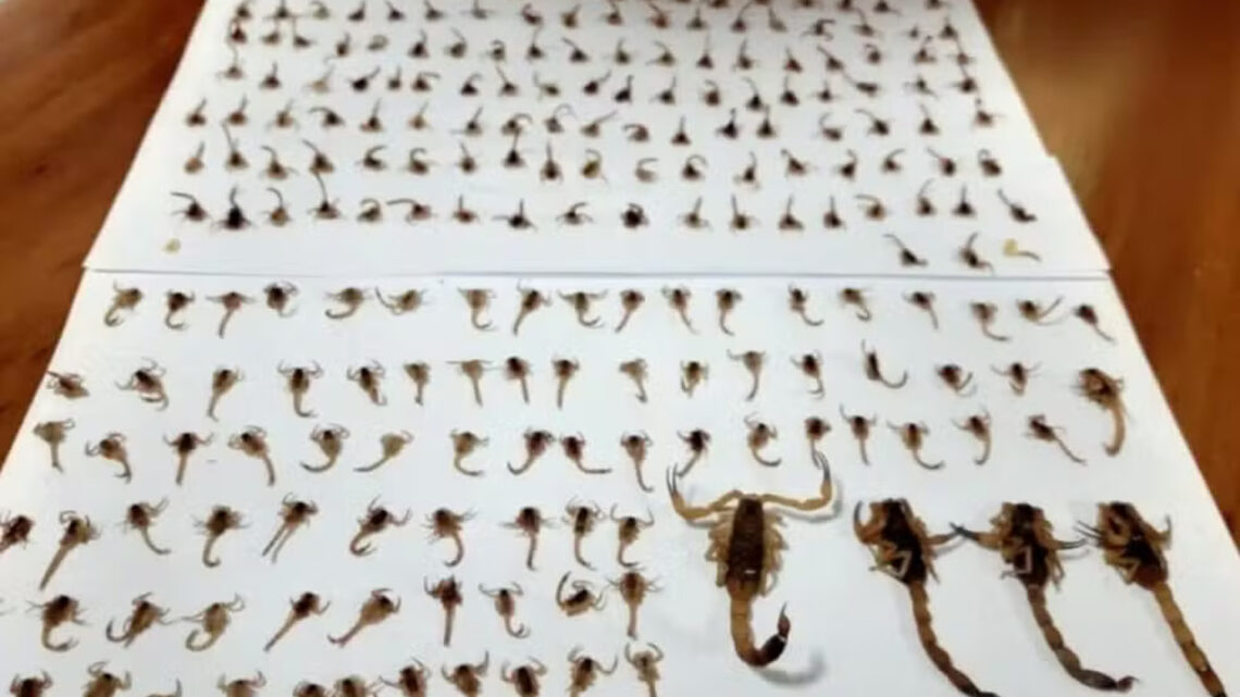 Mulher encontrou mais de 300 escorpiões dentro da própria casa