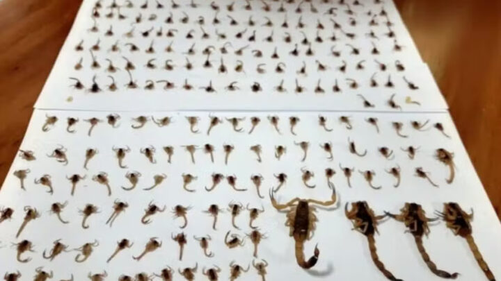 Mulher encontrou mais de 300 escorpiões dentro da própria casa