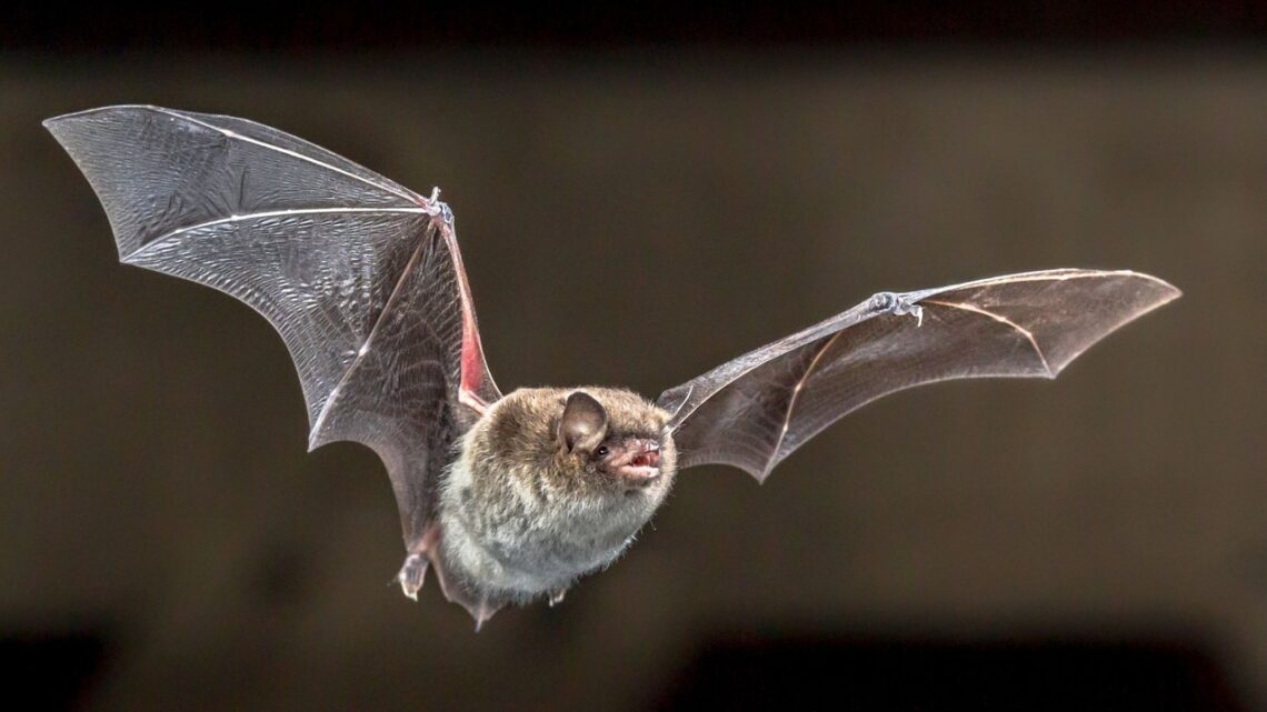 Pesquisadores descobrem novo coronavírus em morcegos no Brasil